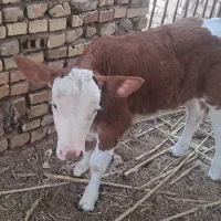 گاو سمینتال اصل با گوساله