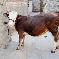 گوساله ماده سمینتال