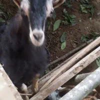 بز دوقلوزا بز نر