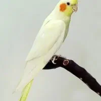 عروس هلندی گمشده