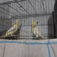 عروس هلندی جفت لوتینو