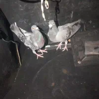 کفتر