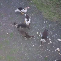 جوجه اردک اسرائیلی|حیوانات مزرعه|اسالم, |دیوار