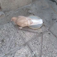 جوجه زرد دم سفید