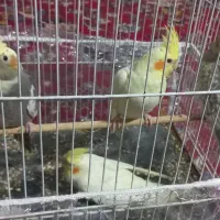 عروس هلندی|پرنده|مشهد, گلبرگ شمالی|دیوار