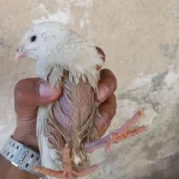 بلدرچین تخم گذار