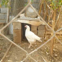 خروس و مرغ تخمی و بوقلمون