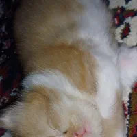 گربه پرشین|گربه|گرگان, |دیوار