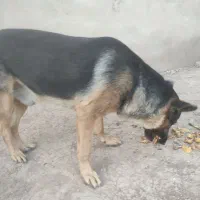 سگ نرو ماده جوان|سگ|الوند, |دیوار