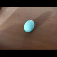 جوجه و تخم مرغ آبی و سبز (لاکنزی و امرکانا)