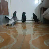 سینه و دمبی ..همه نر|پرنده|همایجان, |دیوار