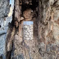 کلگ خام|عمده‌فروشی|یاسوج, |دیوار