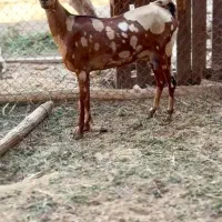 گوسفند و ثلال|حیوانات مزرعه|هندیجان, |دیوار