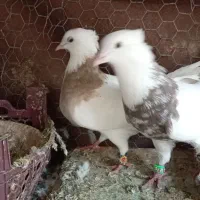 طوقی همه رنگ حراج معاوضه|پرنده|لنجان, |دیوار