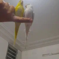 مرغ عشق فروشی|پرنده|آباده, |دیوار