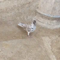 کفتر گرگی دم سرور