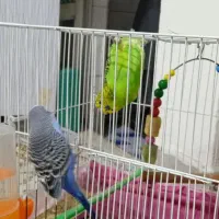 جفت مرغ عشق با قفس