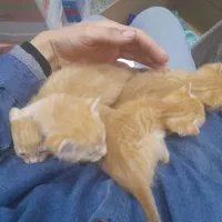 بچه گربه های سالم مادرشون رو سگ گرفته