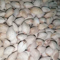 بادام کاغذی و نیمه کاغذی