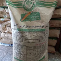 بذر ذرت مغان 704 برگزیدگان