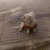 توله سگ پامر اشپیتز نر|سگ|اسدآباد, |دیوار