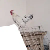 خروس چهل تاج مینیاتوری|حیوانات مزرعه|معصومیه, |دیوار