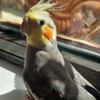 یه جفت عروس هلندی