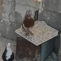 مادع مخمل یال سرخ یقه بسته نر