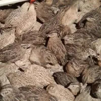 آماده قرارداد تولید بلدرچین گوشتی