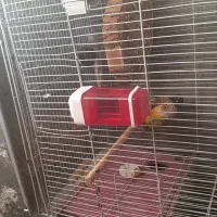 انواع پرنده