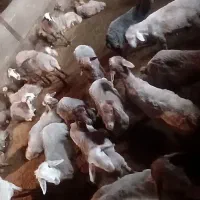 بره نر درشت و چاق