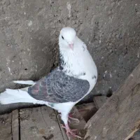 کفتر دوکت، شازده