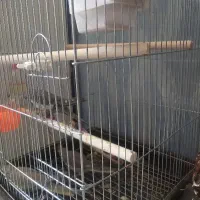 ۳ عدد عروس هلندی دستی،سرلاکی