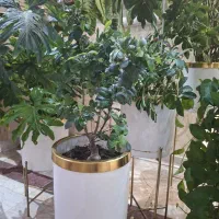 گل آپارتمانی|گل و گیاه طبیعی|تهران, دهقان|دیوار