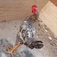 خروس لاری دورگه