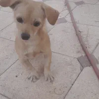 فروش سگ نژاد دار اصل