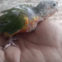جوجه گرینچیک اکستریم دبل رد