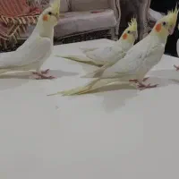 عروس هلندی لوتینو چشم شرابی|پرنده|شهریار, شهرک بهاران (ویره)|دیوار