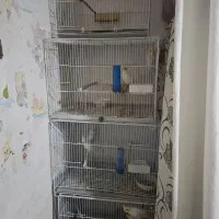 پرنده عروس آلبینو کوتوله لوتینو