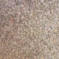 عدس ونخود دیم