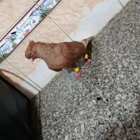 کوت عبدلله کانتکس