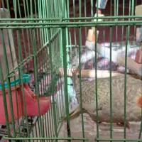 عروس هلندی از نژاد خاص|پرنده|قروه, |دیوار