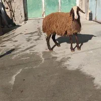 شیشک قوچ همو درجه یک