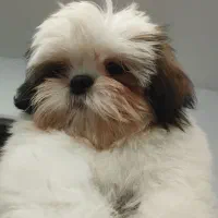 سوپرفلت مینیاتوری