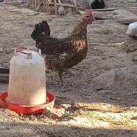 مرغ مامونیه