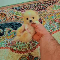 پامر خرسی عروسکی|سگ|رشت, دیانتی|دیوار