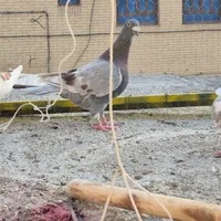 پشتدار