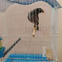 مرغ مینا سخنگو با قفس و وسایل