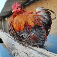 کوشین جاپنیز