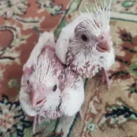 جوجه عروس هلندی البینو